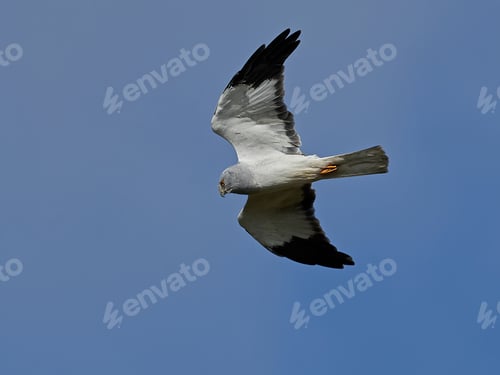 Preview: Hen harrier (Circus cyaneus)