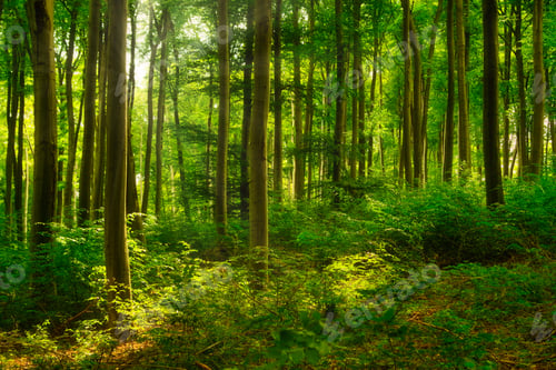 Preview: Colorful forest