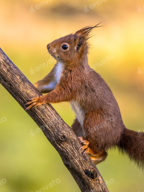 Preview: Red squirrel adorable on branch