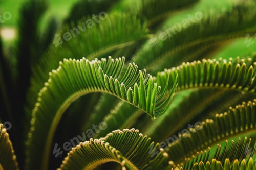 Preview: Various green palm tree leaves in nature outdoor close up
