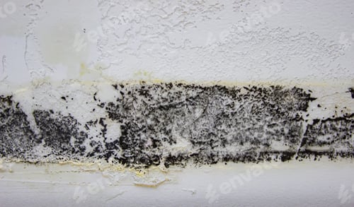 Preview: black mold on the wall. Fungus on the wall after the flooding of the house.