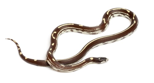 Preview: Banana eastern kingsnake or common kingsnake, Lampropeltis getula californiae