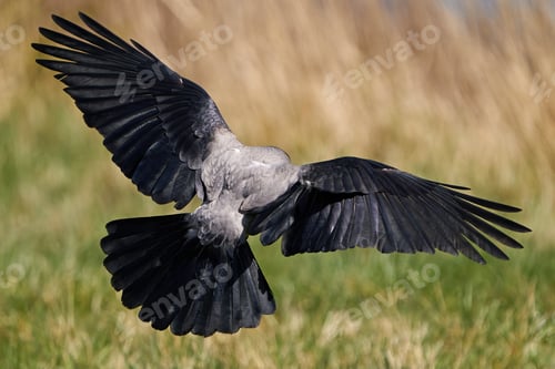 Preview: Hooded crow (Corvus cornix)