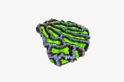 Preview: Layered green and purple textured structure