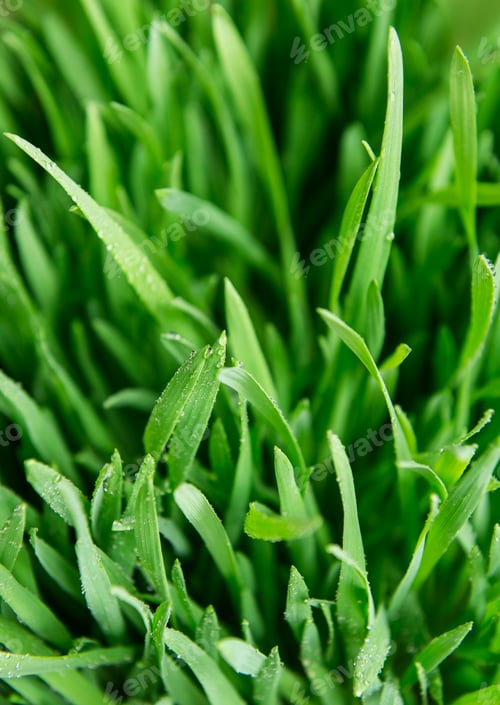 Preview: Green grass