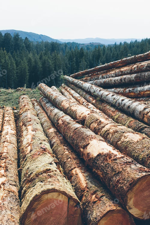 Preview: Stacked logs, freshly logged spruce and fir in the Pacific Northwest, forest in distance.
