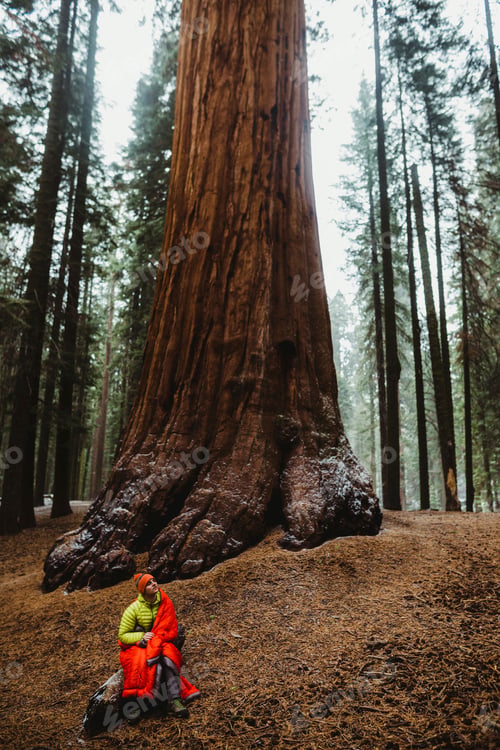 Preview: Person resting at the base of a giant sequoia tree in a forest.