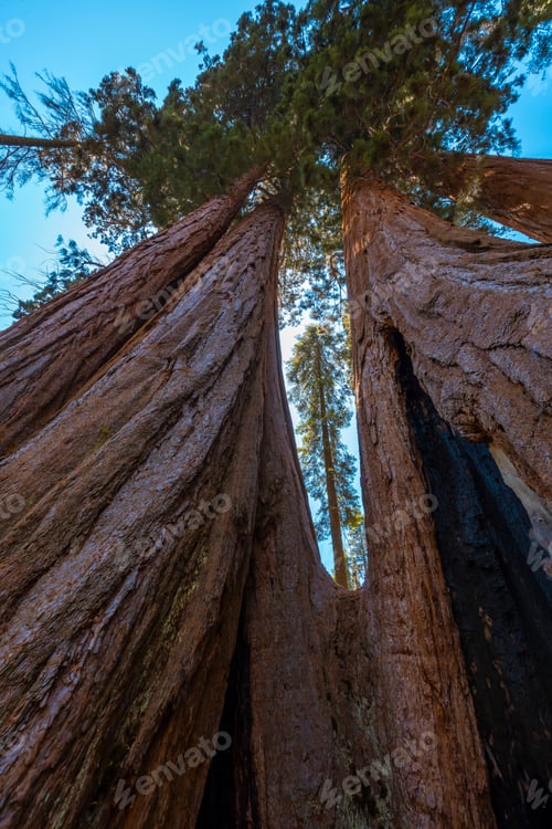 Preview: A sequoia view from a hole of a giant tree in Sequoia National Park, California