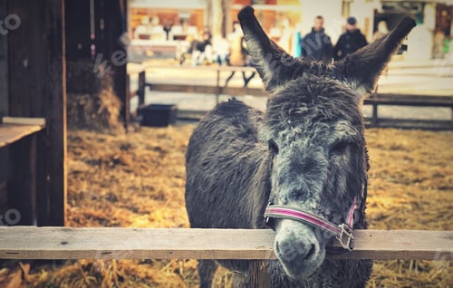 Preview: A donkey