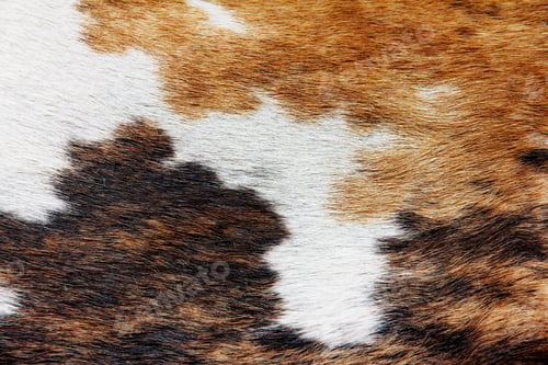 Preview: Close up of cowhide dapple background