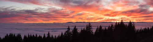 Preview: Canadian Nature View of Evergreen Trees on a mountain above the clouds