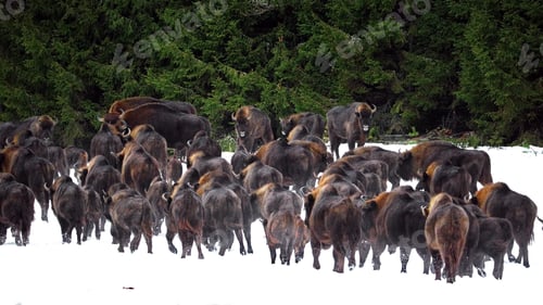 Preview: Herd of wisent in a snowy forest in Belarus