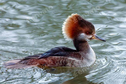 Preview: Hooded Merganser (Lophodytes cucullatus)