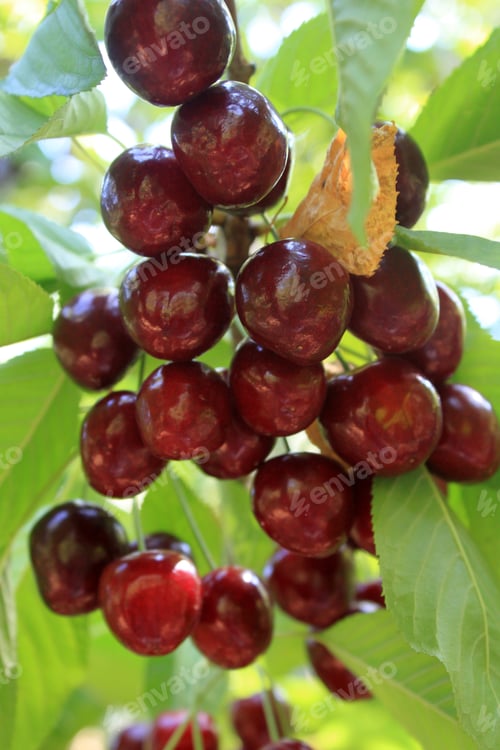 Preview: Cherries hanging on a cherry tree branch