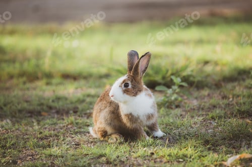 Preview: cute animal pet rabbit or bunny white or brown color for easter in natural easter celebration