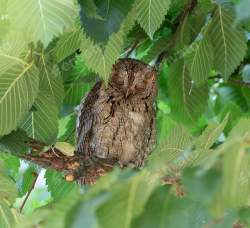Preview: Eurasian scops owl, Otus scops. In the morning, the male sits on a branch and sleeps