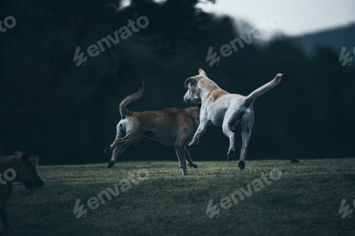 Preview: dog playing on the grassland