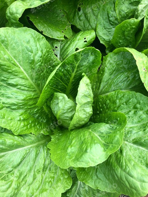 Preview: Green organic lettuce leaves