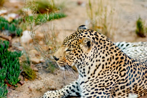 Preview: Leopard lying on sandy ground surrounded by sparse green vegetation. South Africa