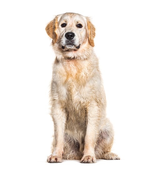 Preview: Portrait of a wet Golden retriever wearing a collar dog, isolated on white