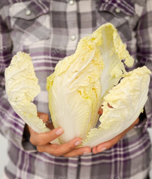 Preview: Wawacai or Nappa cabbage in hand farmer.