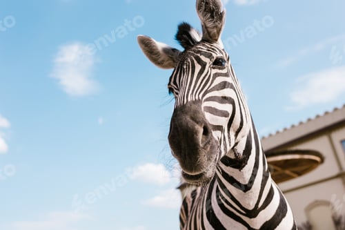 Preview: low angle view of zebra muzzle against blue cloudy sky at zoo