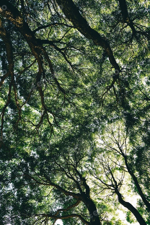 Preview: Green crowns of trees, view from below