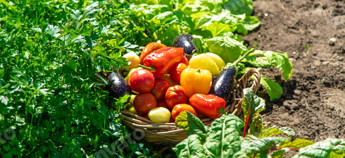 Preview: Harvest different vegetables in the garden. Selective focus.