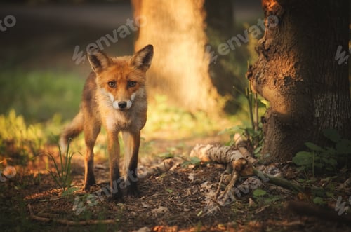 Preview: Fox on the summer forest