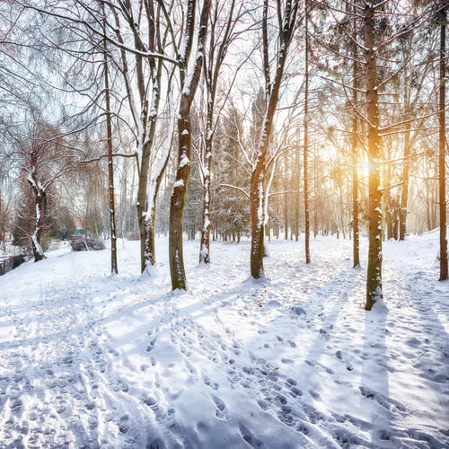 Preview: Brilliant landscape with snow-covered trees in the city park.