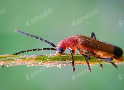 Preview: Rhagonycha fulva, nature background photo