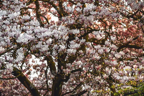 Preview: Pink Magnolia Tree with Blooming Flowers during Springtime