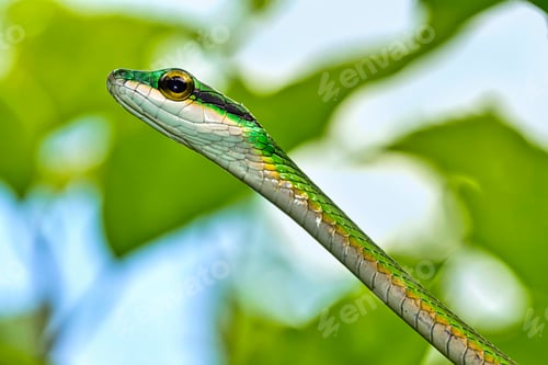 Preview: Parrot snake, Corcovado National Park, Costa Rica