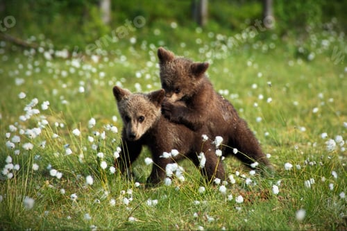 Preview: Little brown bears in the forest in Finland