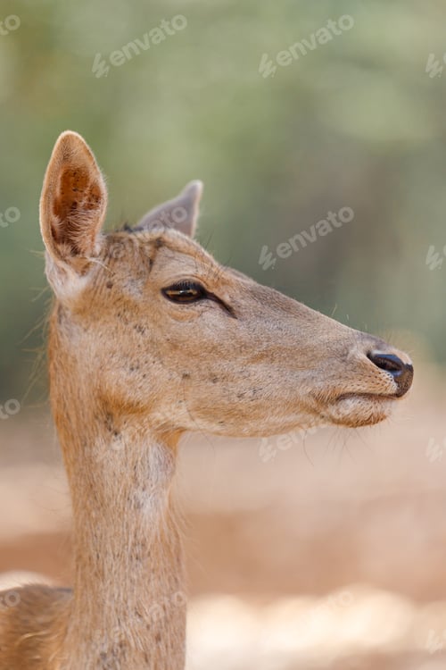 Preview: A Fawn is looking at camera. Deer