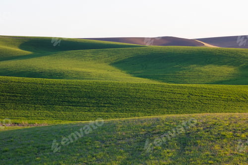 Preview: Rolling hills and Spring wheat grass, Palouse