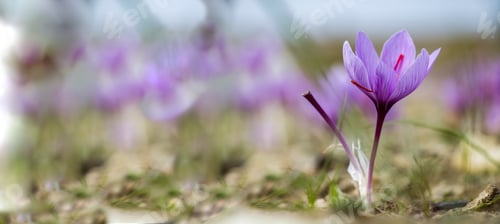 Preview: Saffron crocus flowers on ground, Delicate purple plant field