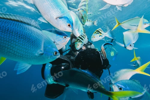 Preview: kid snorkeling in australia with a trigger fish