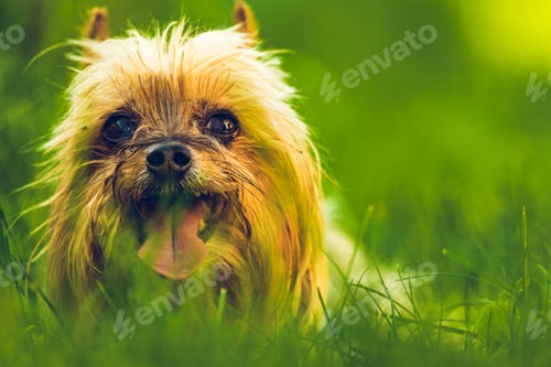 Preview: Yorkshire terrier looking at the camera in a head shot, sitting in grass