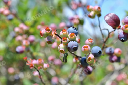 Preview: Blueberries on a blueberry bush as the berries ripen in the summer sun.