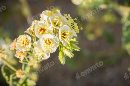 Preview: Close up of Chylismia claviformis (browneyes or brown-eyed primrose) wildflowers