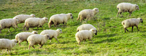 Preview: View of a flock of sheep walking in the field on a sunny day
