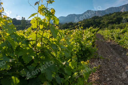 Preview: winery plantations in long rows on the mountains and hills