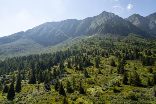 Preview: Verdant Mountain Slope with Dense Pine Forest