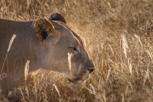 Preview: Lioness walking slowly in tall dried grass