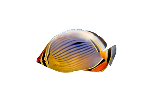 Preview: Oval Butterflyfish isolated on white