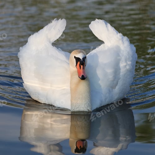 Preview: white swan