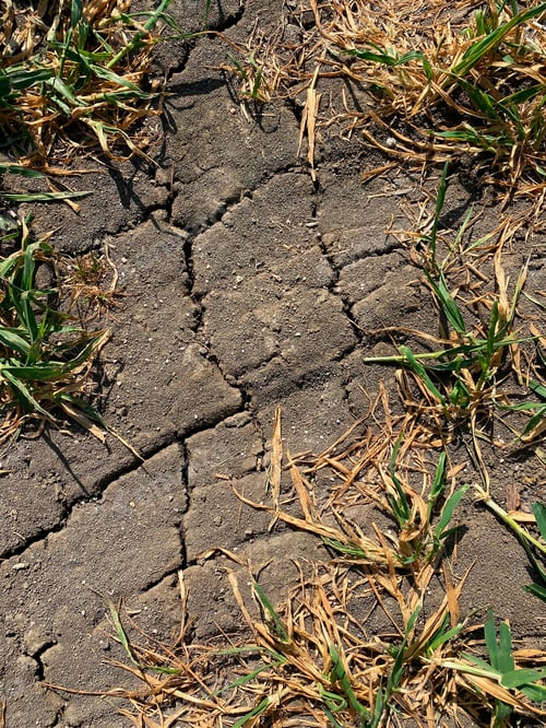 Preview: Drought - Cracked Earth