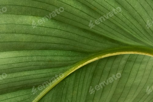 Preview: Calathea Orbifolia leaves patterned background