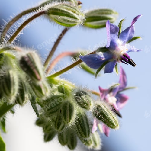 Preview: Flower and many buds of the common borage